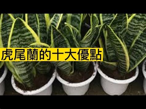 虎尾蘭功能